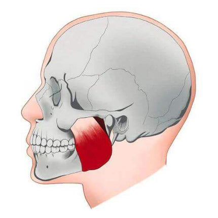 Illustration of a human skull showing facial muscles, highlighting the jaw and cheek areas related to the Jawline Trainer.