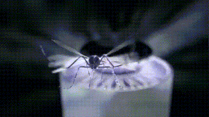 Mosquito Lamp UV Insect Trap Fan Suction Bug Catcher Device Astoria Lifestyle