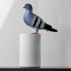 Pigeon