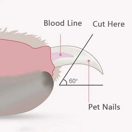 Illustration showing safe trimming points on pet nails, highlighted blood line and cut angle for Pet Nail Clipper with Led Light. - Astoria Lifestyle