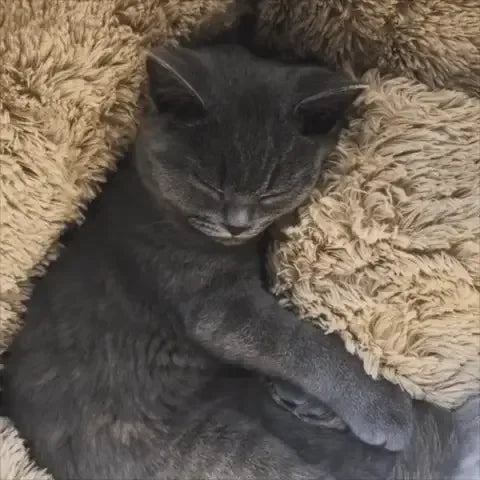 Cozy Cat Bed with soft plush comfort, showing a cat curled up peacefully in warm, fluffy surroundings.