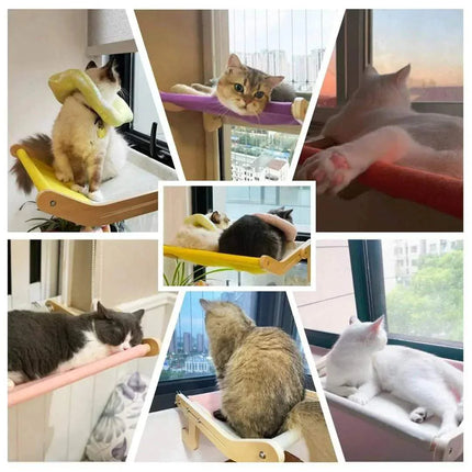 Collage of cats using various Sturdy Hanging Cat Bed and windowsills.