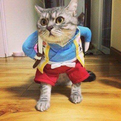 Cat wearing a blue sweater and red pants Funny Pet Costumes on a wooden floor.